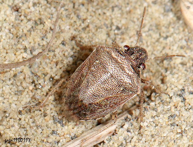 �լP�϶H Eysarcoris ventralis 