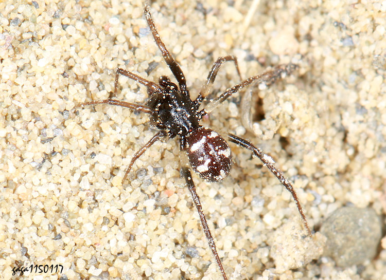 �C�P��V�� Steatoda erigoniformis