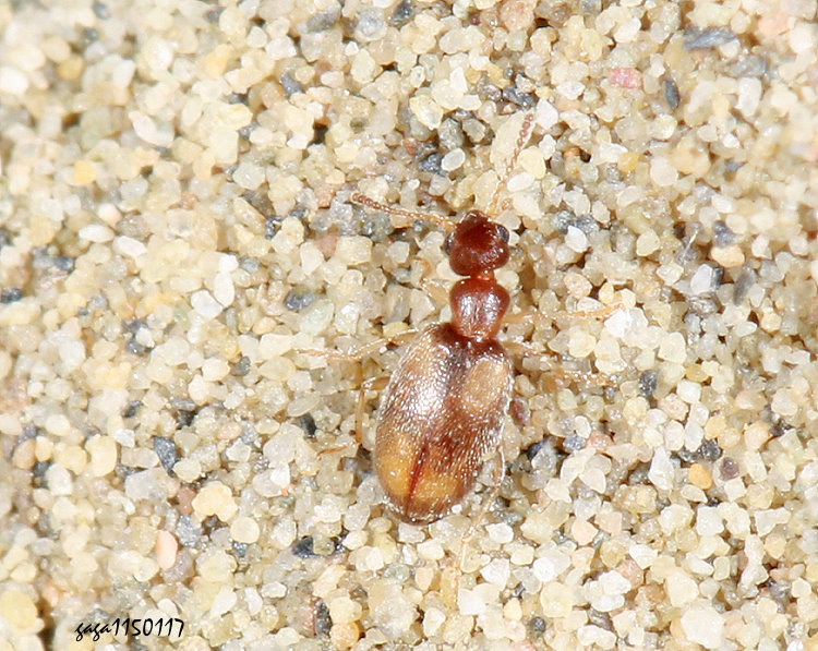 ���Ƨ����� Cyclodinus sauteri