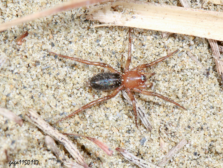 狂蛛屬 Zelotes sp.