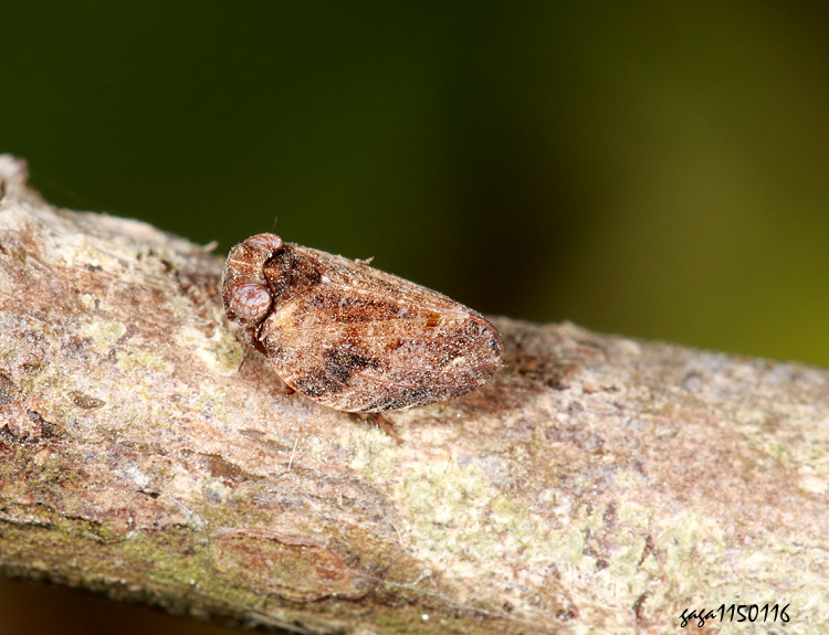 �ꭸ�� Euroxenus vayssieresi