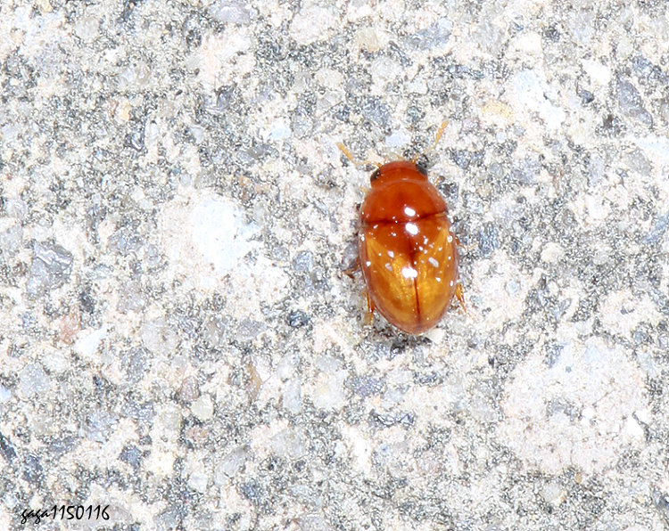 �V��� Augasmus &nbsp;sp.