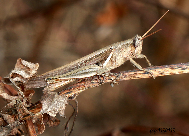黑紋直斑腿蝗 Stenocatantops nigrovittatus