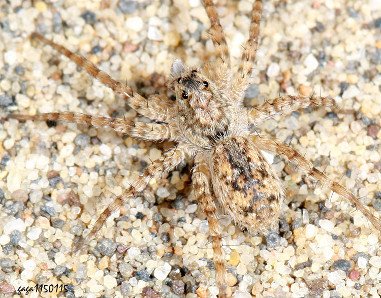 黑豹蛛 Pardosa astrigera