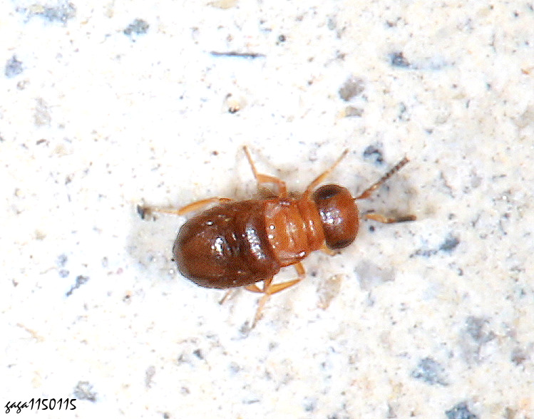 �t���Ӹ��� Scelionidae 