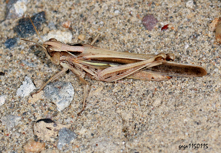 ���� Aiolopus thalassinus tamulus