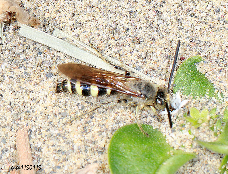 �����g���� Campsomeris binghami