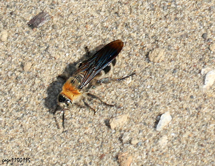  Campsomeris binghami