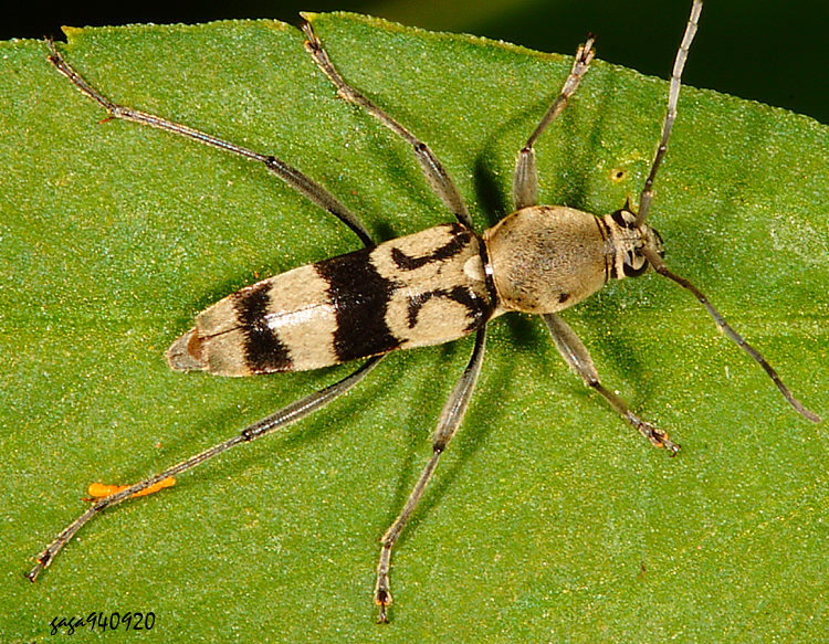 �H�ª�Ѥ�Chlorophorus signaticollis