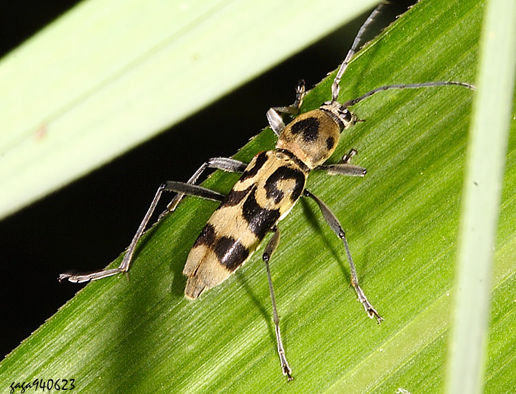 ���l��Ѥ� Chlorophorus kanekoi  