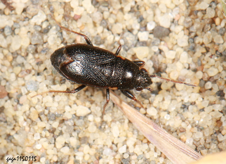 �a���Ϭ� Rhyparochromidae