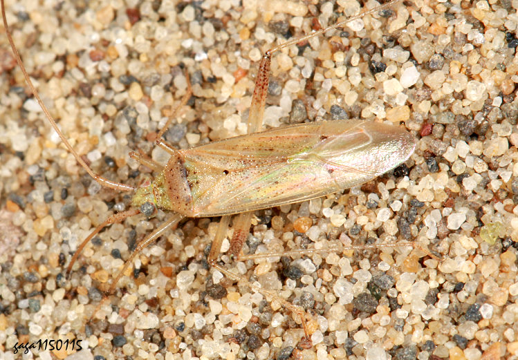 ���I�H���� Creontiades bipunctatus 