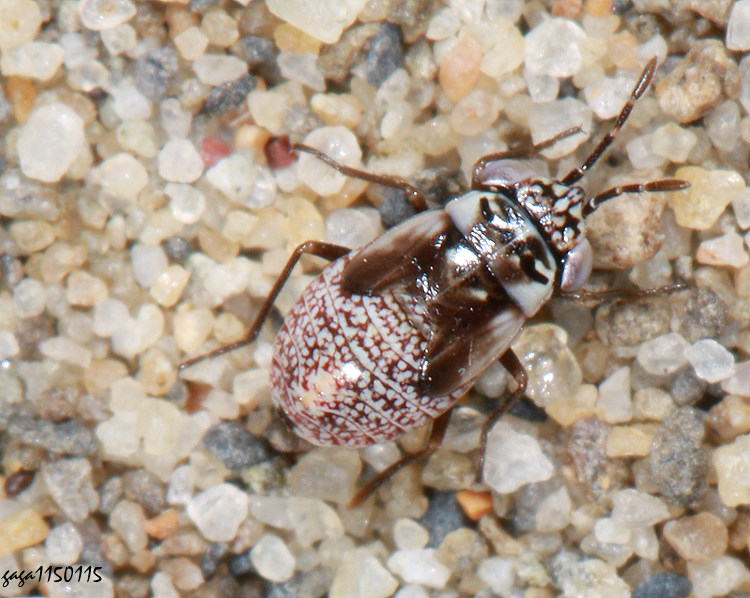 �j�������� Geocoris sp. 