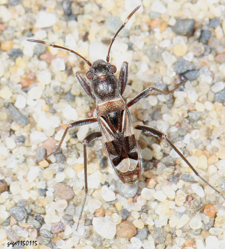 �����ƥު���Poeantius festivus