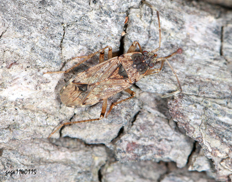 �Ŵ��a���϶H Elasmolomus squalidus (