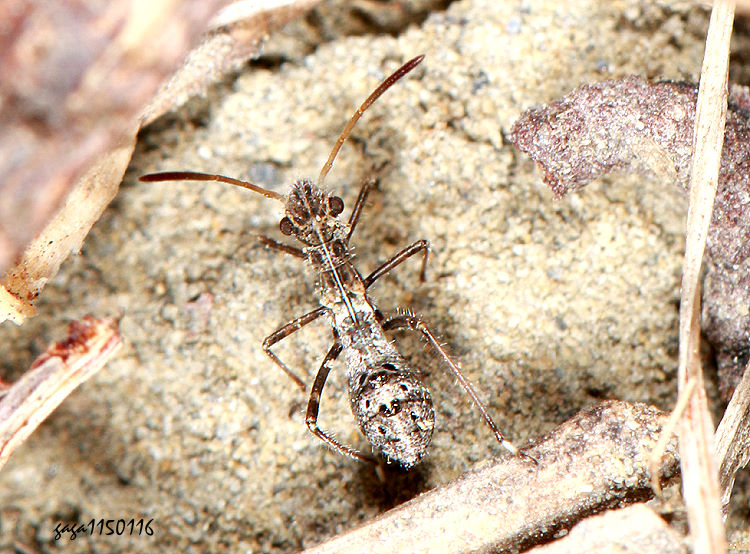 �K�t�� Melanacanthus sp.  (�Y��) 