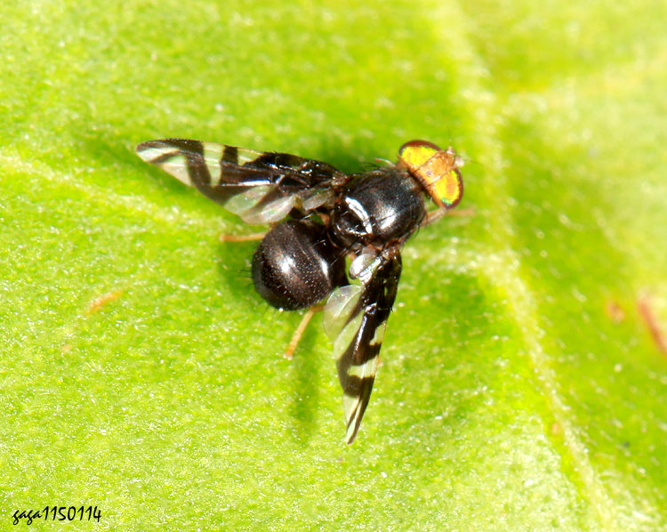 �`���R�͹��� Philophylla superflucta