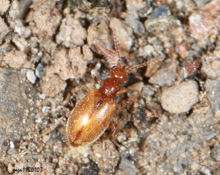 蟻形蟲科 Anthicidae