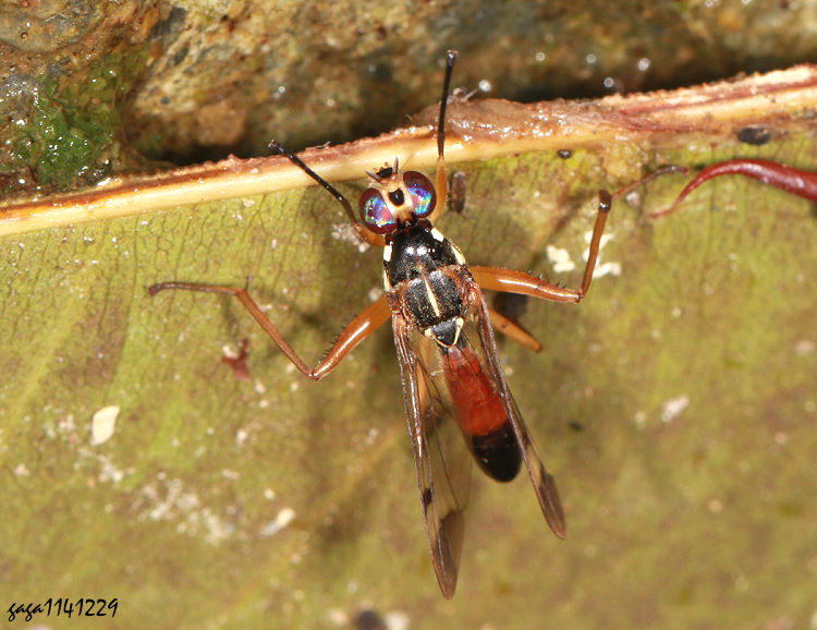 ���֤���� Adrama apicals