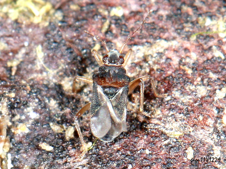 膜椿科 Hebrus sp.