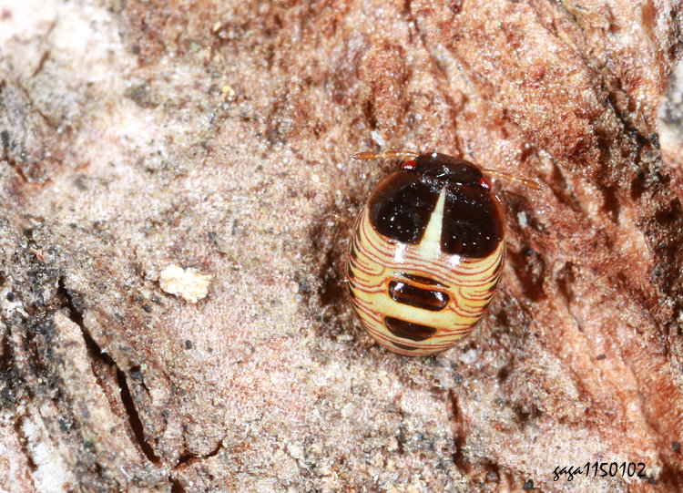 �Ȼɥ��t�϶H�Y��