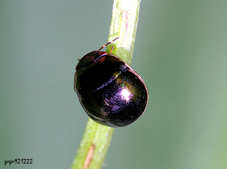 �Ȼɥ��t�϶H Brachyplatys subaeneus
