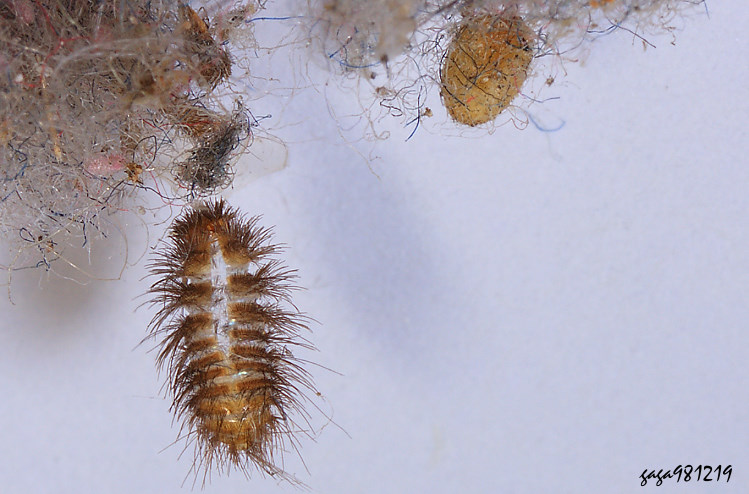 �����`�ΨȬ� Megatominae (����)  