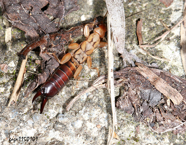 ����螋 Cranopygia sp. 