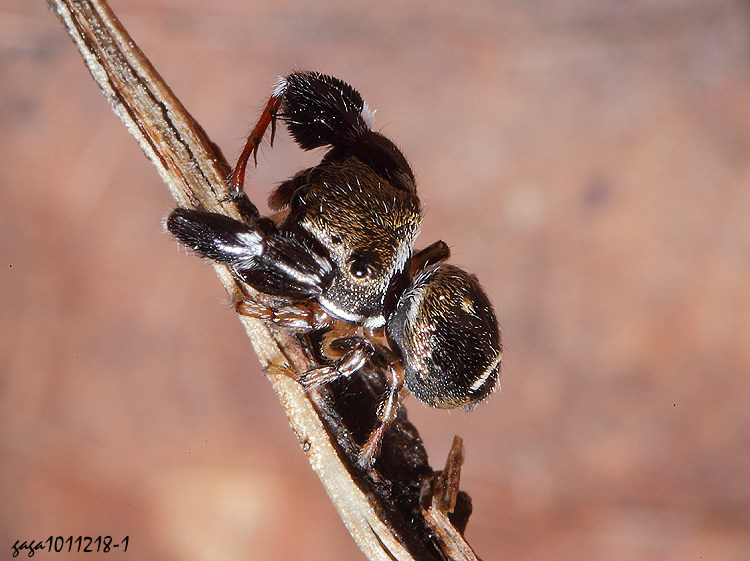 �ε����� Harmochirus branchiatus 