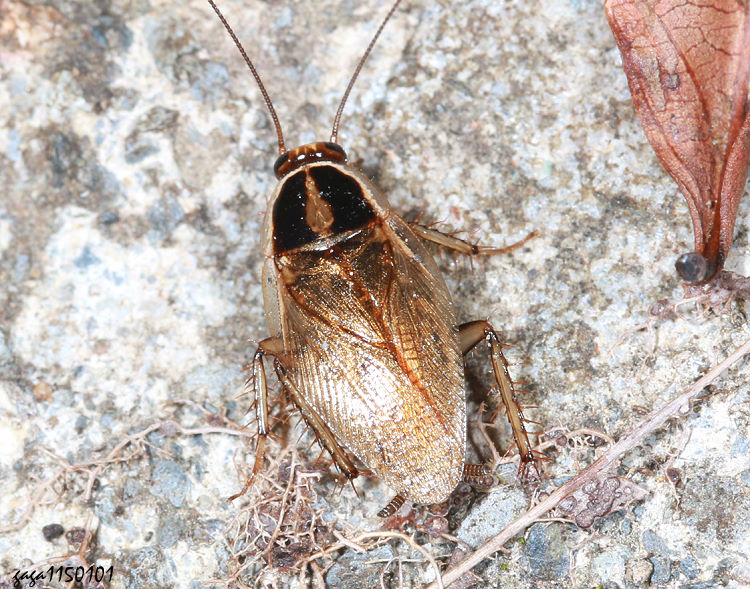 臺灣姬蠊&nbsp;Blattella formosana 