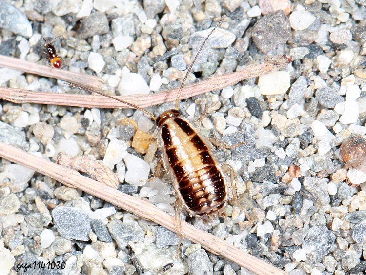 朝氏姬蠊 Blattella asahinai 