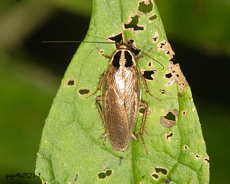 �饻�V�� Blattella nipponica 