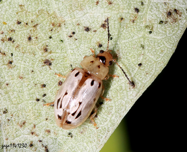 &nbsp;�Q�K���G������ Phola octodecimguttata