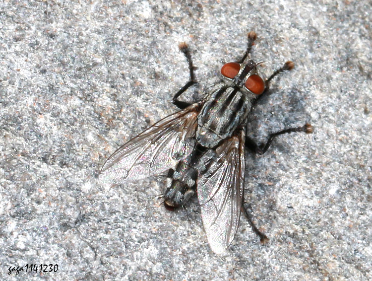 知本肉蠅 Sarcophaga dux