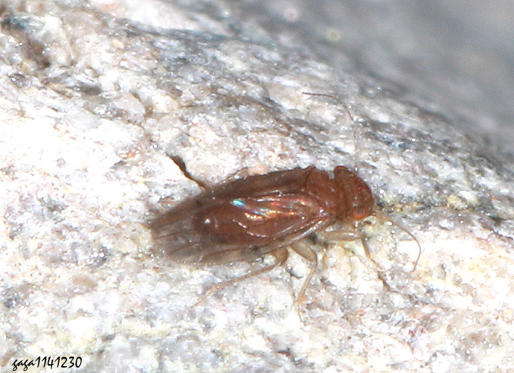 隱類外嚙蟲 Ectopsocopsis cryptomeriae
