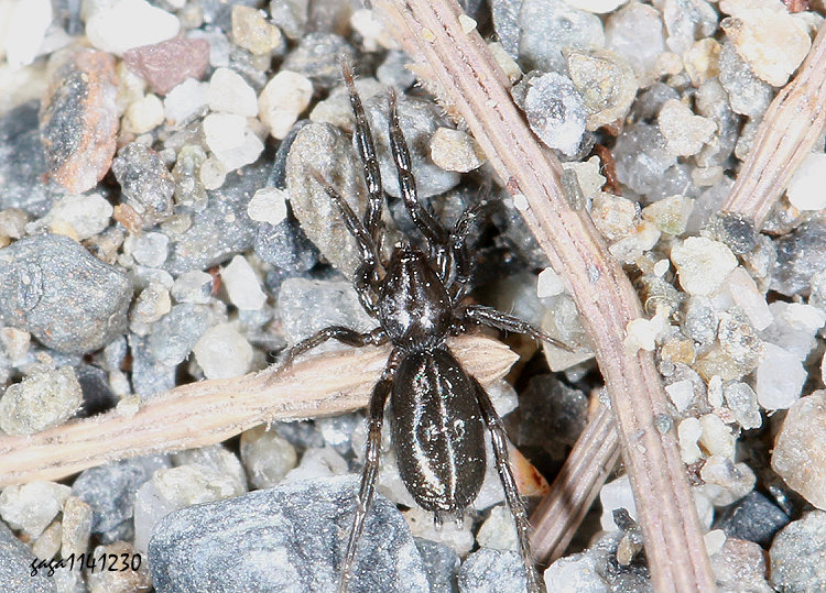 �l���Gnaphosidae 