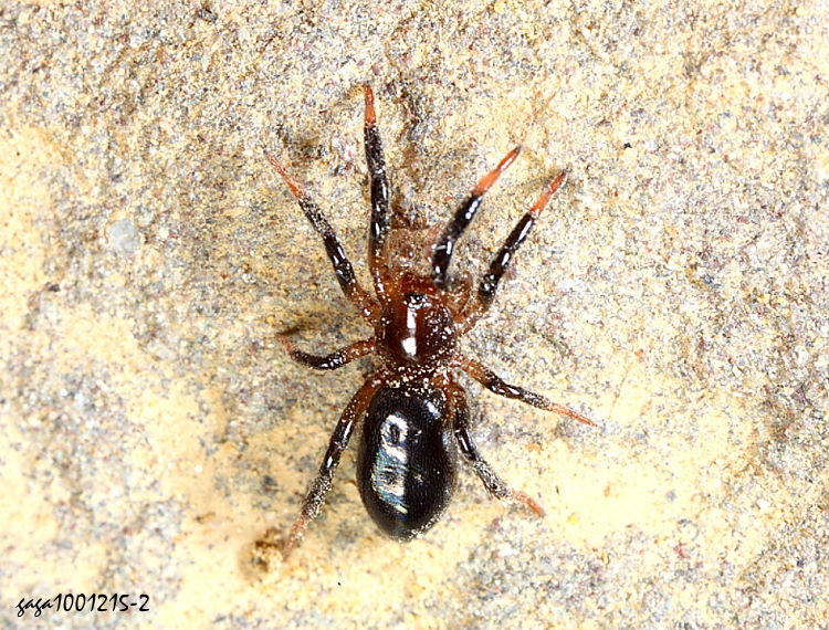 �K�е��� Cladothela parva