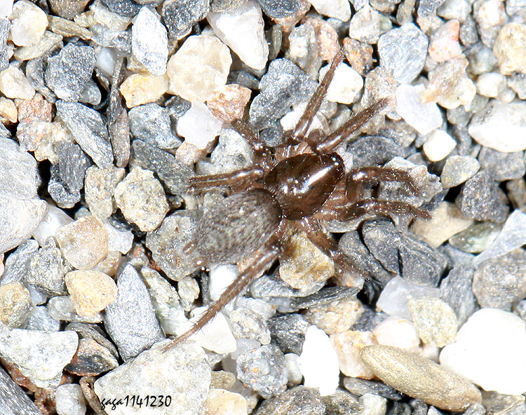 ����ù������Gnaphosa kompirensis 