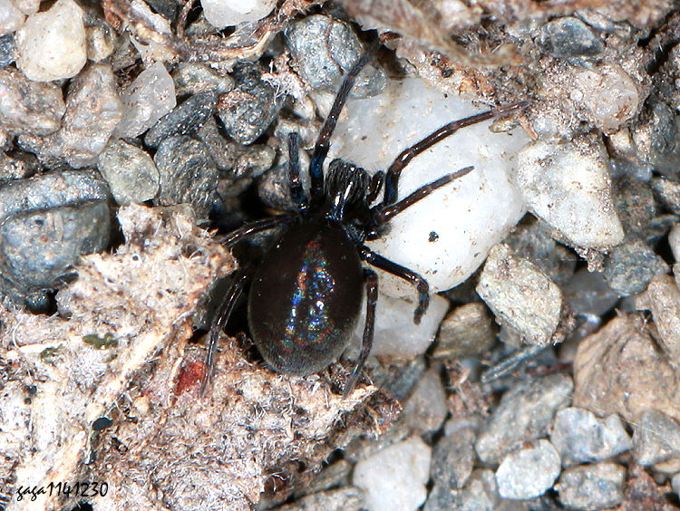 熱帶崖地蛛 Pandava laminata 