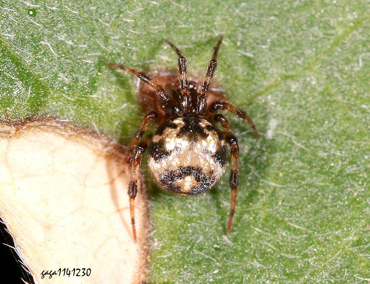 吊鐘姬蛛屬 Campanicola sp.