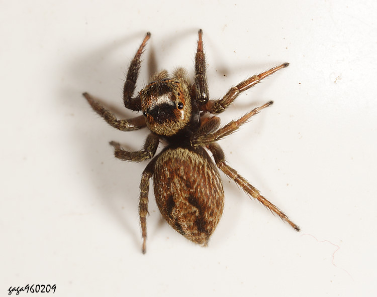 �w�w���Ǫ� Hasarius adansoni 