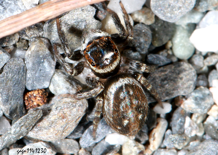 �w�w���Ǫ� Hasarius adansoni 