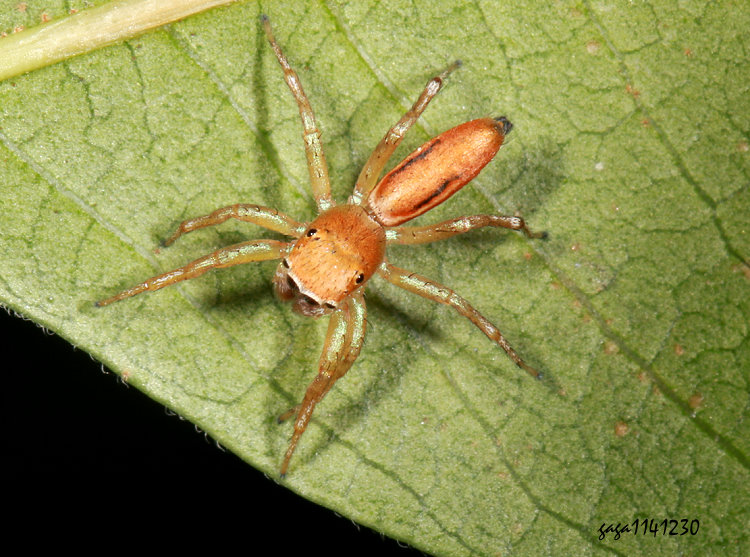 ���ڦt���� ��