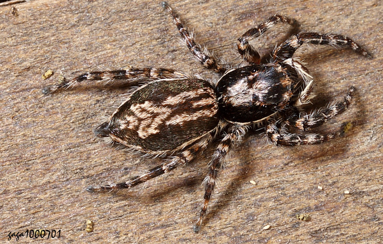 ���a���Ǫ�Menemerus bivittatus