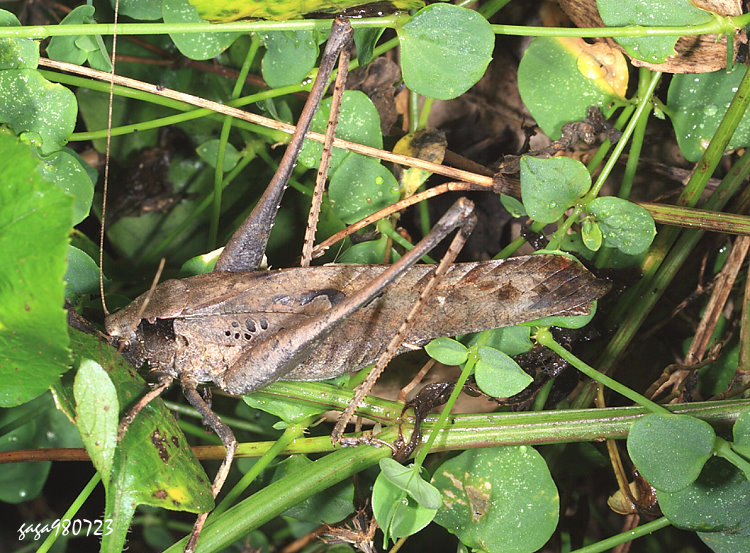 Mecopoda minor minor  