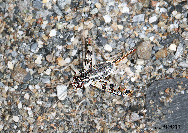 ���y����