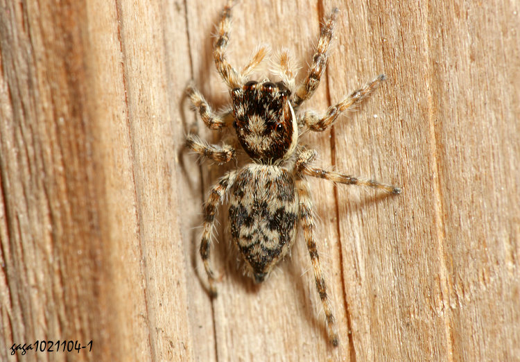 ���a���Ǫ�