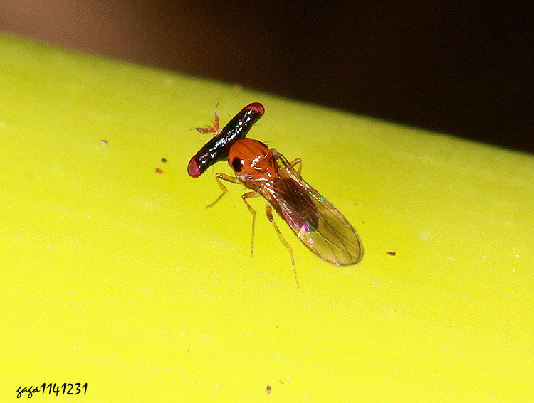 東亞大頭果蠅 Mulgravea asiatica 