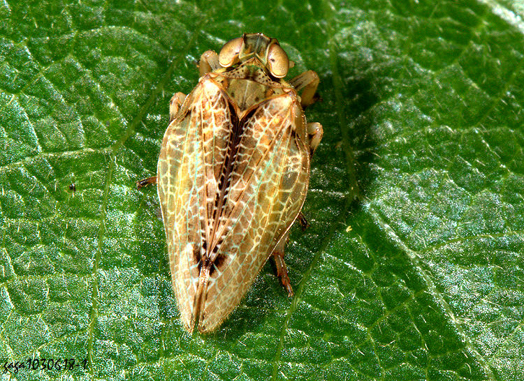 �T��ꭸ���� Chlamydopteryx sp.