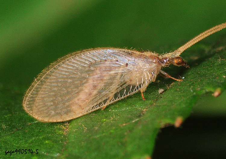 �V�M�� Hemerobius sp.